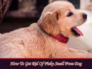 How to Get Rid of Fishy Smell From Dog