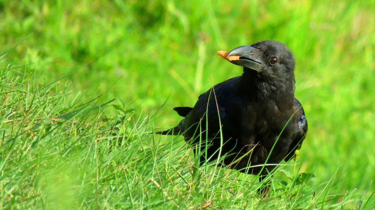 5 Ways to Attract Crows to Your Yard