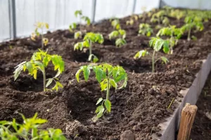 How far apart to plant tomatoes