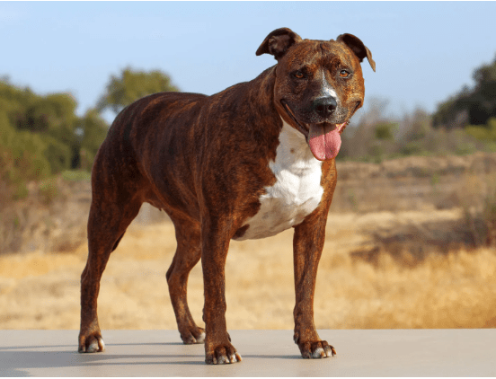 5 Differences to tell a staff from a pitbull