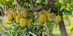 How to eat Jackfruit